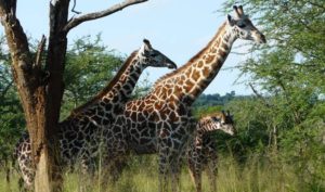 3 Days Akagera Wildlife Tour