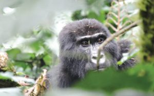 3 days rwanda gorilla trekking