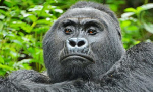 4 days rwanda double gorilla tour