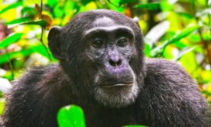 gorilla & Chimpazee trekking