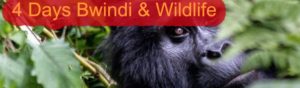 4 Days Bwindi and Wildlife