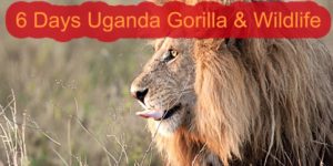 6 days Uganda gorilla safari