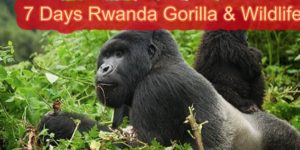 7 Days Rwanda Gorilla & Wildlife Safari