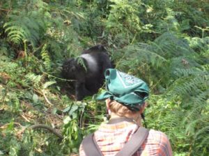 A Day with Gorillas in the Forest