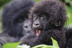 2 Days rwanda Gorilla Tour
