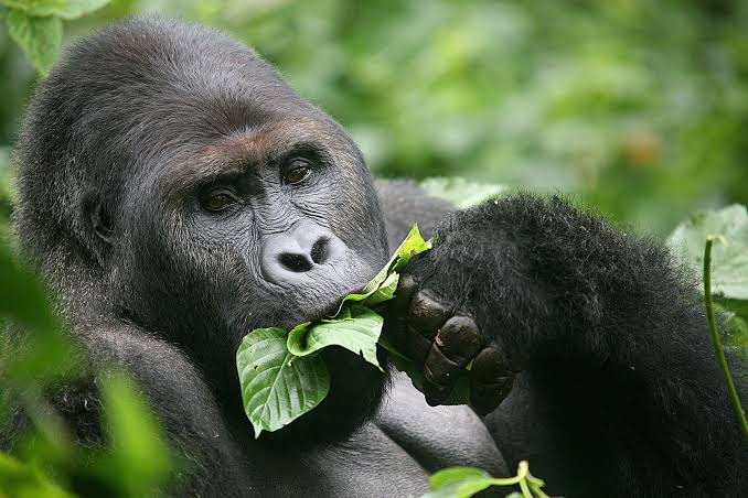 Gorilla Habitat Safaris