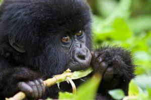Where to go Gorilla Trekking in Africa
