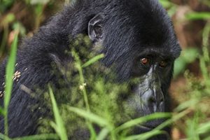 7 Days Rwanda Primate Tour