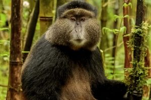 5 Days Rwanda Primate Tour