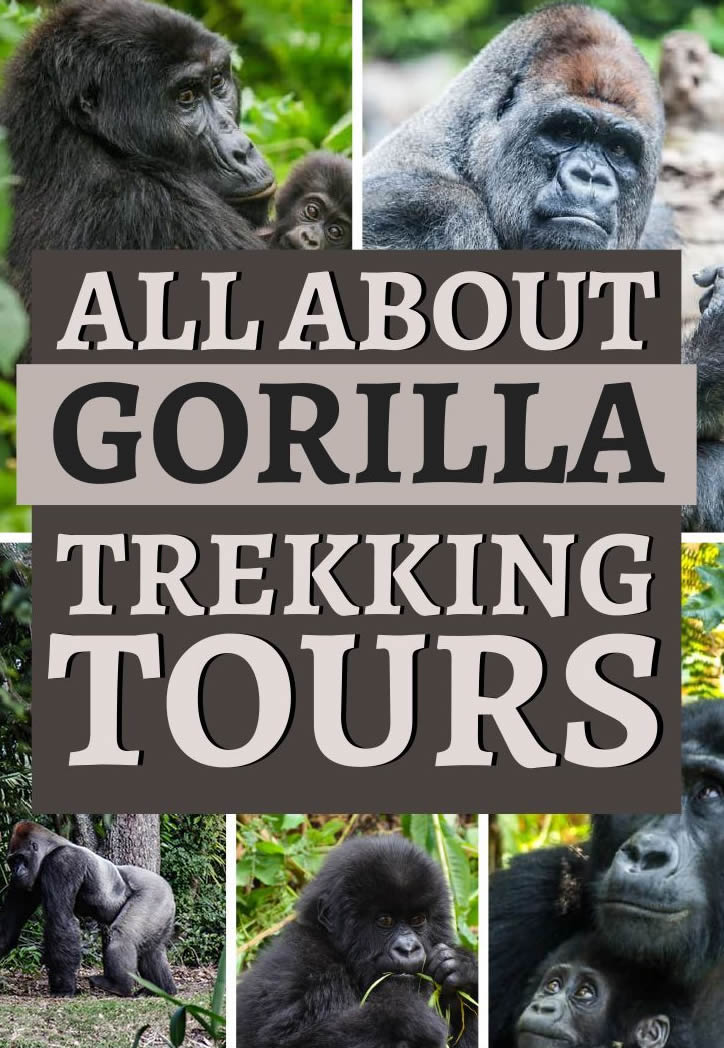 all about gorilla trekking tours