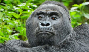 Gorilla Habitat Safaris